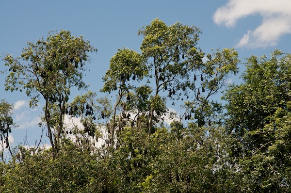 AustraliaEast 10  043